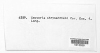 Septoria chrysanthemella image